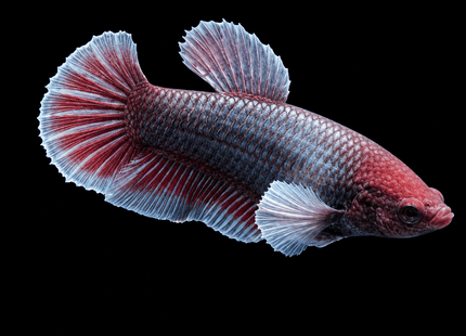 4BT13 - [ARRIVED 29-JUN-2026] Halfmoon Elephant Ear Plakat Female Betta - Nano Tanks Australia