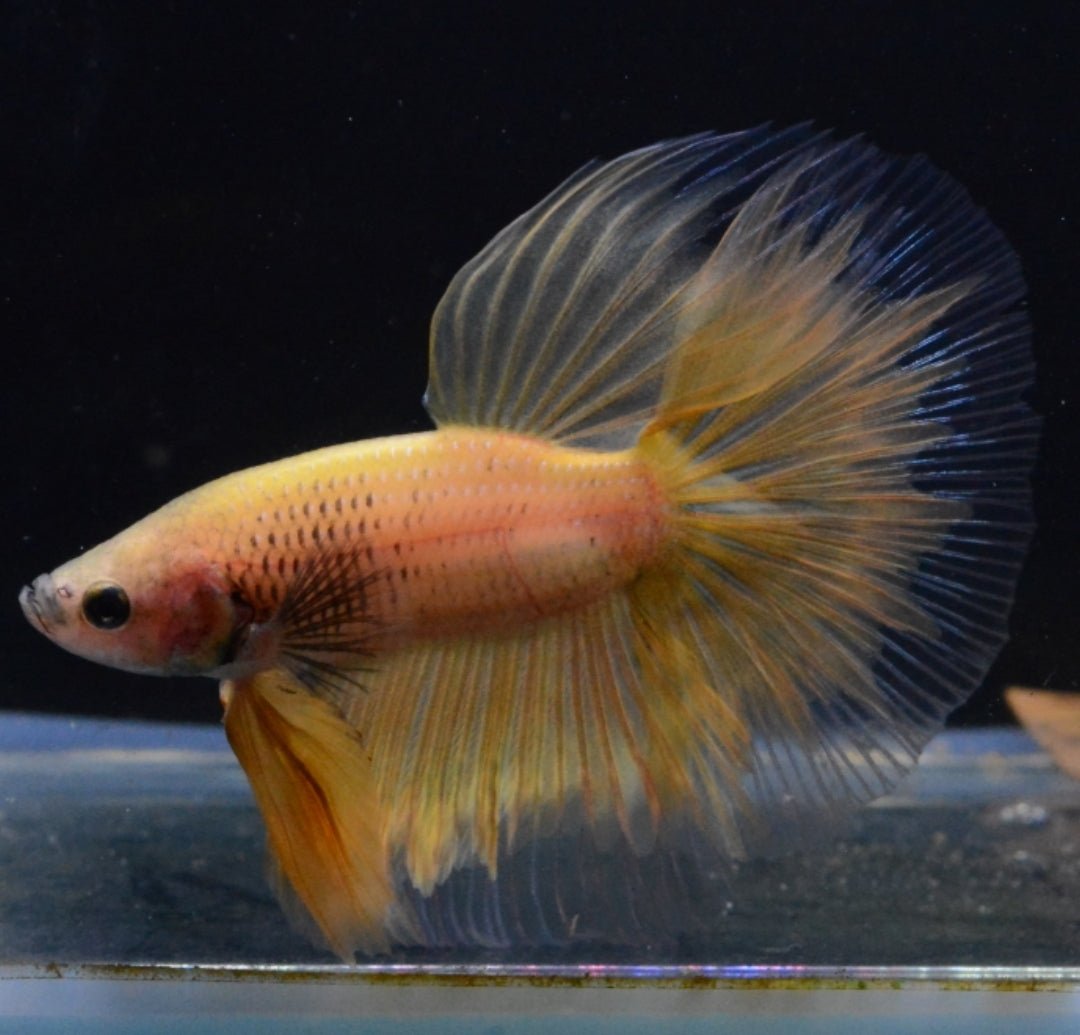 4BT13 - Yellow Halfmoon Betta Male - Nano Tanks Australia Aquarium Shop