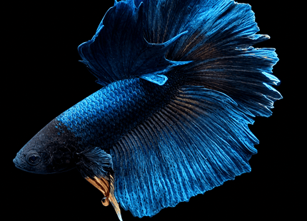 4BT14 - [ARRIVED 29-JUN-2026] Halfmoon Male Betta - Nano Tanks Australia