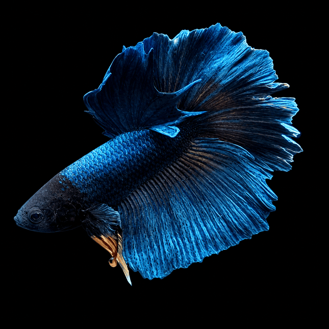 4BT14 - [ARRIVED 29-JUN-2026] Halfmoon Male Betta - Nano Tanks Australia