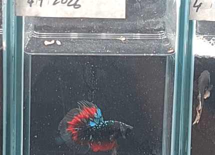 4BT14 - Coral Red Avatar Halfmoon Betta - Nano Tanks Australia