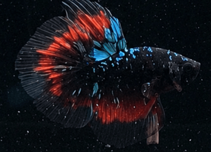 4BT14 - Coral Red Avatar Halfmoon Betta - Nano Tanks Australia