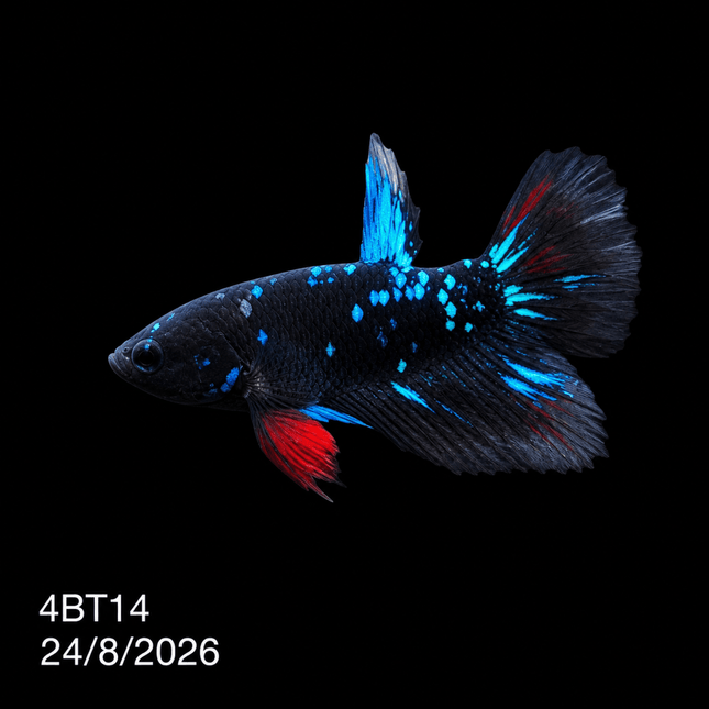 4BT14 - Coral Red Gold-White Dragon Plakat Betta - Nano Tanks Australia
