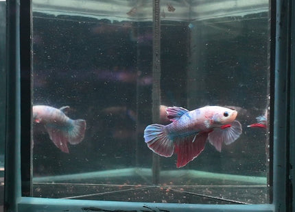 4BT14 - Pastel Marble Halfmoon Plakat Male Betta - Nano Tanks Australia