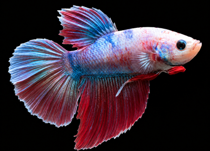 4BT14 - Pastel Marble Halfmoon Plakat Male Betta - Nano Tanks Australia