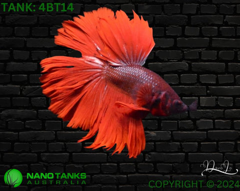 4BT14 - Red Halfmoon Betta Male - Nano Tanks Australia Aquarium Shop