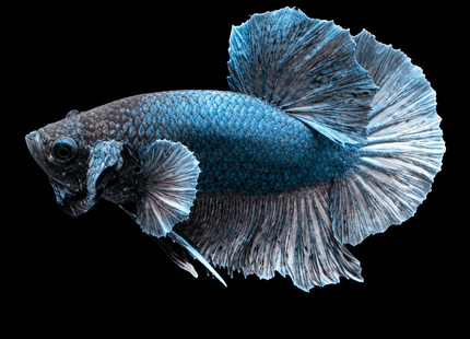 4BT15 - [ARRIVED 29-JUN-2026] Halfmoon Elephant Ear Plakat Male Betta - Nano Tanks Australia
