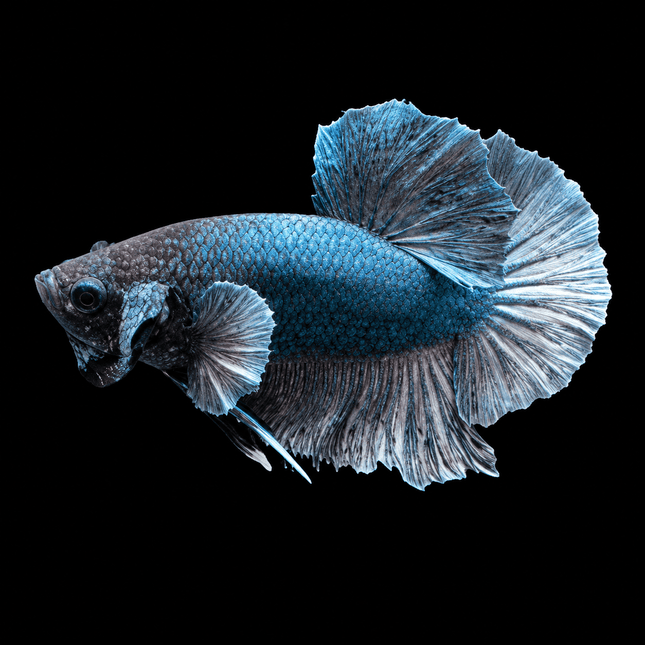 4BT15 - [ARRIVED 29-JUN-2026] Halfmoon Elephant Ear Plakat Male Betta - Nano Tanks Australia