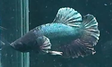 4BT15 - [ARRIVED 29 - MAY - 2026] Halfmoon Elephant Ear Plakat Male Betta - Nano Tanks Australia