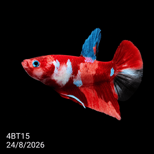 4BT15 - Crimson Red White Galaxy Koi Plakat Betta - Nano Tanks Australia