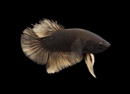 4BT15 - Mustard Gas Halfmoon Plakat Betta - Nano Tanks Australia