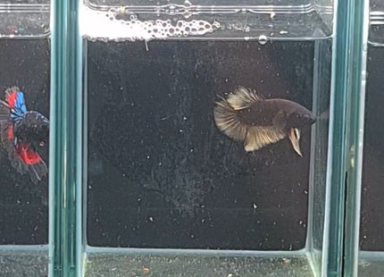 4BT15 - Mustard Gas Halfmoon Plakat Betta - Nano Tanks Australia