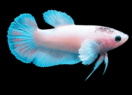 4BT16 - [ARRIVED 29-JUN-2026] Halfmoon Elephant Ear Plakat Female Betta - Nano Tanks Australia