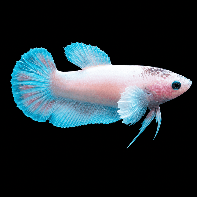 4BT16 - [ARRIVED 29-JUN-2026] Halfmoon Elephant Ear Plakat Female Betta - Nano Tanks Australia