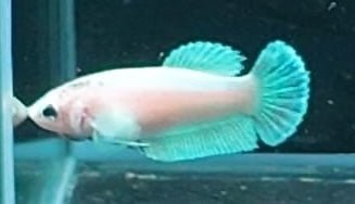 4BT16 - [ARRIVED 29 - MAY - 2026] Halfmoon Elephant Ear Plakat Female Betta - Nano Tanks Australia