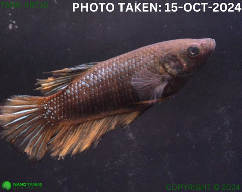 4BT16 - Mustard Gas Halfmoon Betta Female - Nano Tanks Australia Aquarium Shop