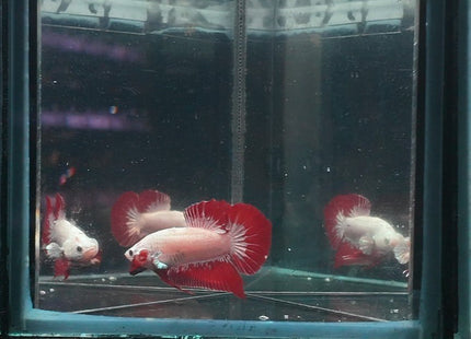 4BT16 - Red Dragon Halfmoon Plakat Male Betta - Nano Tanks Australia