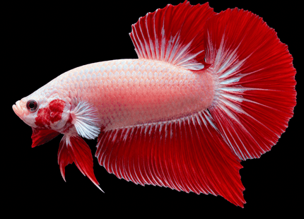 4BT16 - Red Dragon Halfmoon Plakat Male Betta - Nano Tanks Australia