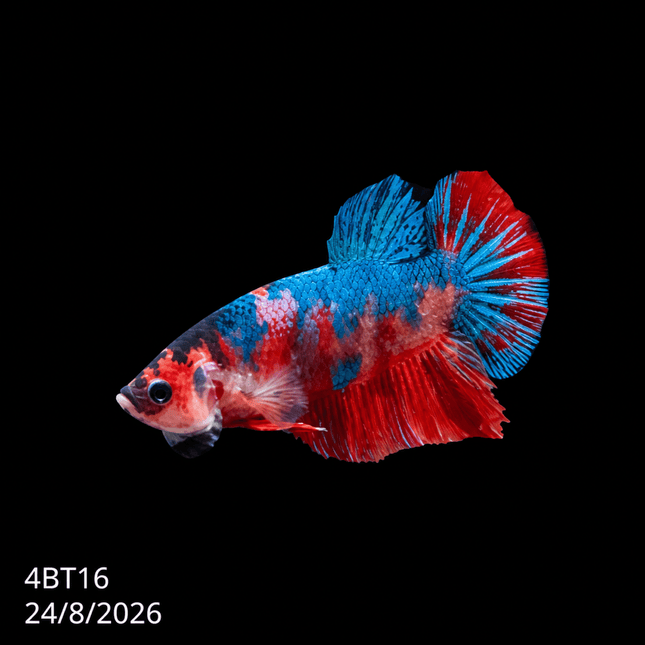 4BT16 - Red White Black Marble Plakat Betta - Nano Tanks Australia