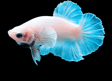 4BT21 - [ARRIVED 29-JUN-2026] Halfmoon Elephant Ear Male Betta - Nano Tanks Australia