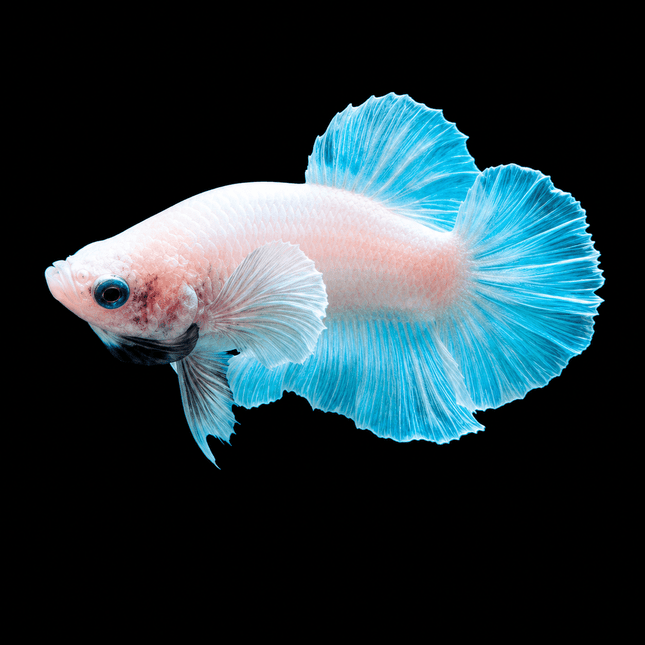 4BT21 - [ARRIVED 29-JUN-2026] Halfmoon Elephant Ear Male Betta - Nano Tanks Australia