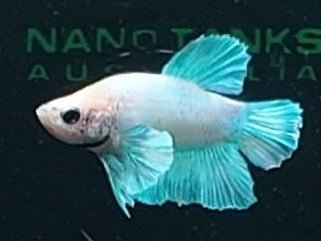4BT21 - [ARRIVED 29 - MAY - 2026] Halfmoon Elephant Ear Male Betta - Nano Tanks Australia