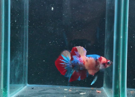 4BT21 - Crimson Red White Galaxy Koi Plakat Betta - Nano Tanks Australia