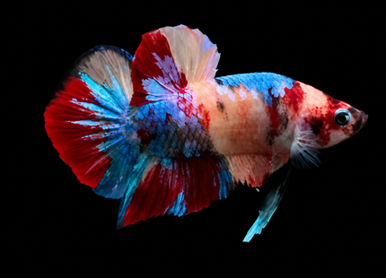4BT21 - Crimson Red White Galaxy Koi Plakat Betta - Nano Tanks Australia