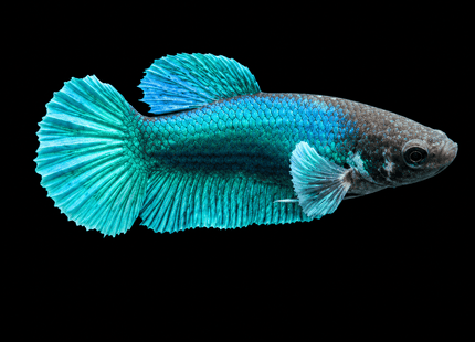 4BT22 - [ARRIVED 29-JUN-2026] Halfmoon Elephant Ear Female Betta - Nano Tanks Australia