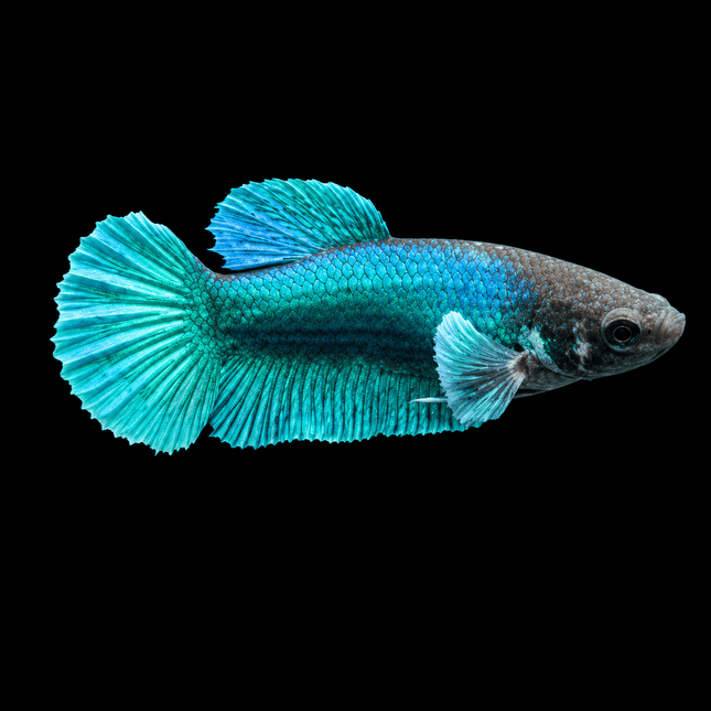 4BT22 - [ARRIVED 29-JUN-2026] Halfmoon Elephant Ear Female Betta - Nano Tanks Australia