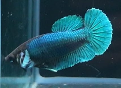4BT22 - [ARRIVED 29 - MAY - 2026] Halfmoon Elephant Ear Female Betta - Nano Tanks Australia