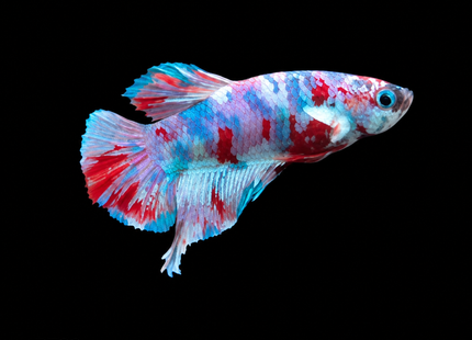 4BT22 - Red White Black Marble Plakat Betta - Nano Tanks Australia