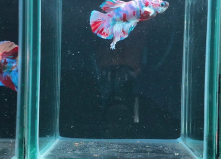 4BT22 - Red White Black Marble Plakat Betta - Nano Tanks Australia
