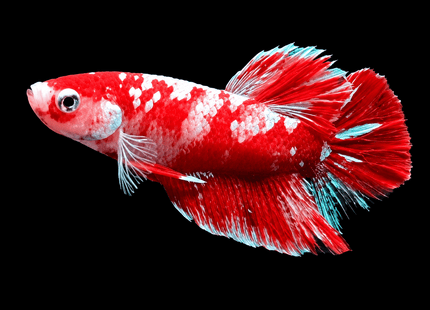 4BT23 - [ARRIVED 4-MAY-2026] Red Koi Halfmoon Plakat Male Betta - Nano Tanks Australia