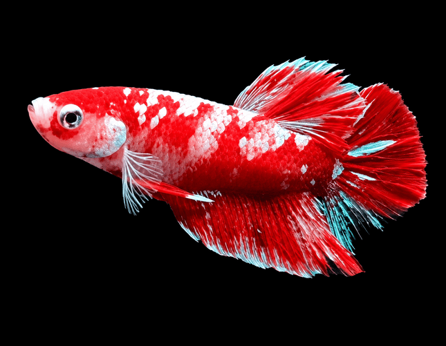 4BT23 - [ARRIVED 4-MAY-2026] Red Koi Halfmoon Plakat Male Betta - Nano Tanks Australia