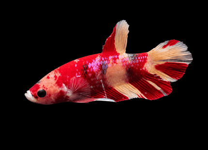 4BT23 - Crimson Red Turquoise & White Galaxy Koi Plakat Betta - Nano Tanks Australia