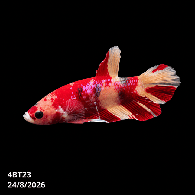 4BT23 - Crimson Red Turquoise & White Galaxy Koi Plakat Betta - Nano Tanks Australia