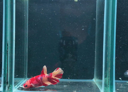 4BT23 - Crimson Red Turquoise & White Galaxy Koi Plakat Betta - Nano Tanks Australia