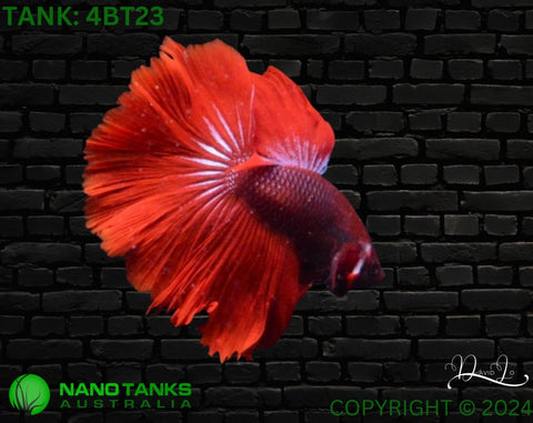 4BT23 - Red Halfmoon Betta Male - Nano Tanks Australia Aquarium Shop