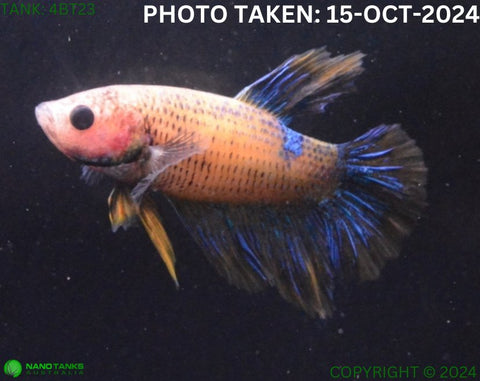 4BT23 - Yellow Fancy Halfmoon Betta Male - Nano Tanks Australia Aquarium Shop