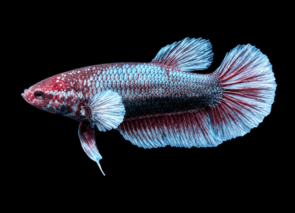 4BT24 - [ARRIVED 1-JUL-2026] Halfmoon Female Betta - Nano Tanks Australia