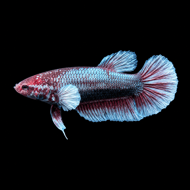 4BT24 - [ARRIVED 1-JUL-2026] Halfmoon Female Betta - Nano Tanks Australia