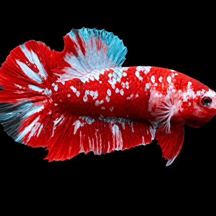 4BT24 - [ARRIVED 4-MAY-2026] Red Koi Halfmoon Plakat Male Betta - Nano Tanks Australia