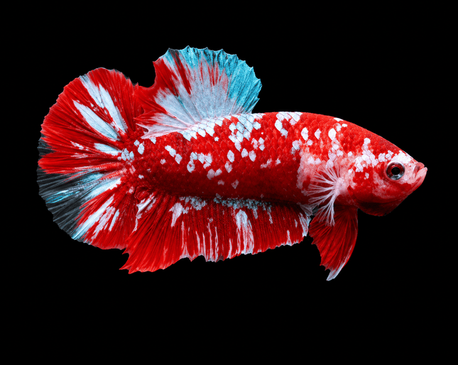 4BT24 - [ARRIVED 4-MAY-2026] Red Koi Halfmoon Plakat Male Betta - Nano Tanks Australia