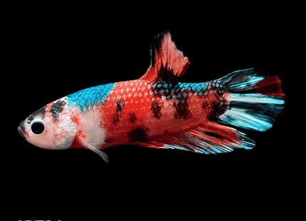 4BT24 - Coral Red Gold-White Dragon Plakat Betta - Nano Tanks Australia