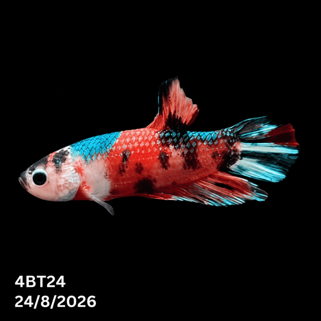 4BT24 - Coral Red Gold-White Dragon Plakat Betta - Nano Tanks Australia