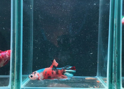 4BT24 - Coral Red Gold-White Dragon Plakat Betta - Nano Tanks Australia