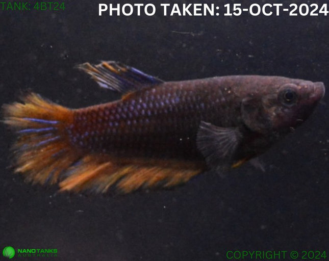 4BT24 - Mustard Gas Halfmoon Betta Female - Nano Tanks Australia Aquarium Shop