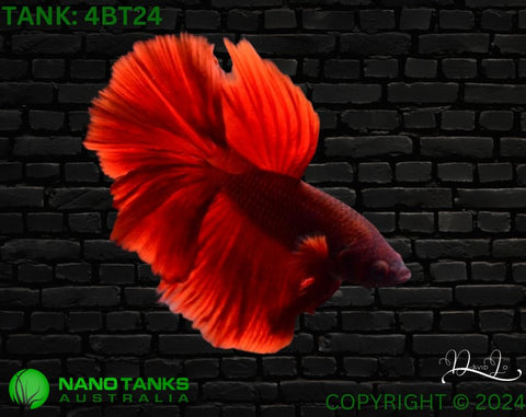 4BT24 - Red Halfmoon Betta Male - Nano Tanks Australia Aquarium Shop