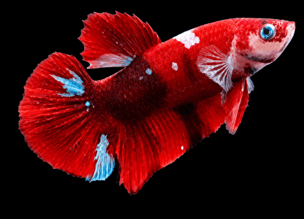 4BT25 - [ARRIVED 4-MAY-2026] Red Koi Halfmoon Plakat Male Betta - Nano Tanks Australia